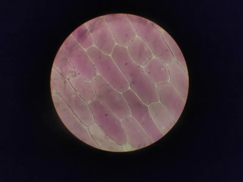 Exhausted but 'Fine' on Paper: What Standard Testing Misses About Cellular Energy Production