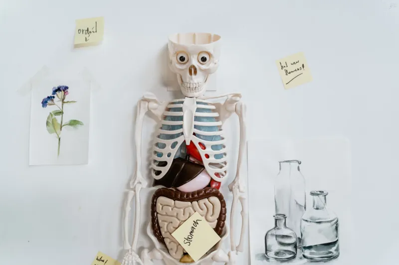 Before the Diagnosis: How Liver Dysfunction Quietly Builds for Years Undetected